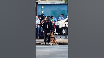 Cảnh khuyển đang làm nhiệm vụ nhìn cưng quá #congannhandan #canhsatcodong #shorts