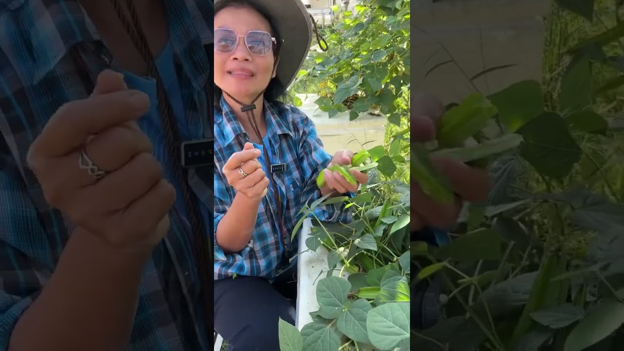 #ถั่วพลูสีเขียวปลูกในกล่องโฟม 30 ก ก ดกโอ๋กโลก ดกคัก