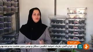 Iran Scorpion farming & milking for medical uses, Maraqeh county پرورش و زهرگيري كژدم شهرستان مراغه