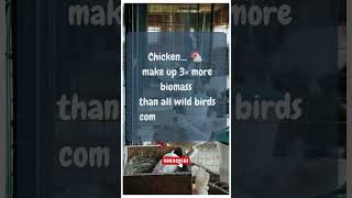 Chickens Outnumber ALL Wild Birds?🐔#shorts #youtubeshorts #facts