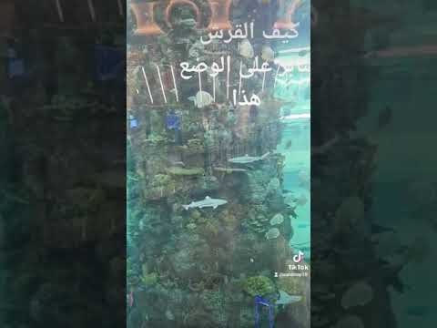 القرش مسطول السمك قدامه ولاهو هنا
