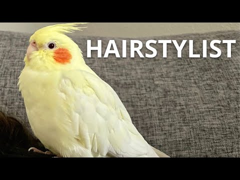 My Cockatiel Is A Hairstylist