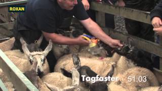 Roxan Tagfaster