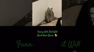 Funny Cats That Will Reset Your Brain 🐈 #shorts