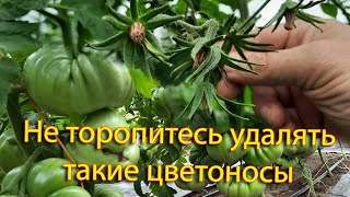 Не торопитесь удалять такие цветоносы у томатов