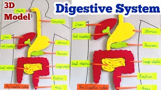 Digestive system 3D model for school projects || human organs system 3D