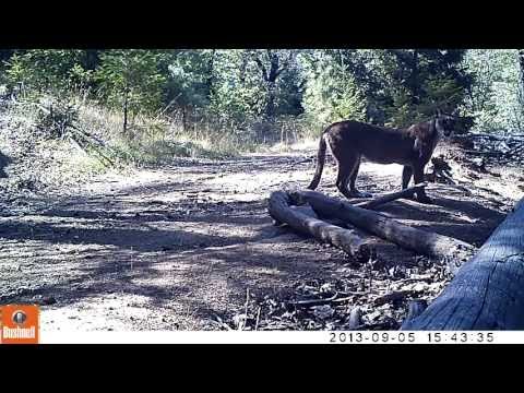 Mountain Lion calling to its cub?
