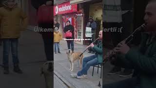 Ülkemi̇zi̇n Köpeği̇ Bi̇le Dertli̇