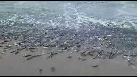 Нерестящаяся мойва выбрасывается на берег в Охотском