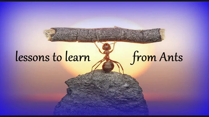 Lessons to learn from Ants