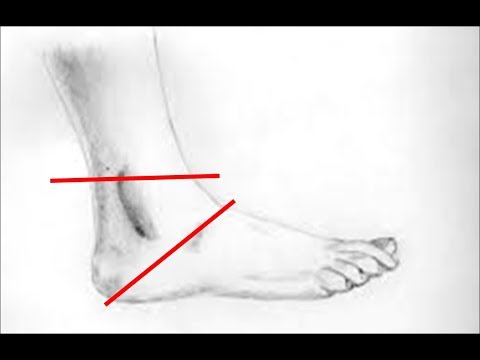 anatomie du cou-de-pied