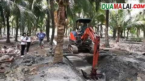 kỹ thuât lên liếp vườn dừa xiêm