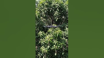 Two Drones Collide in Mid Air and Crash Into Mango Tree!  #videodrone #fpv #drone #short #shorts