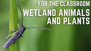 Classroom session: Wetland Animals and Plants