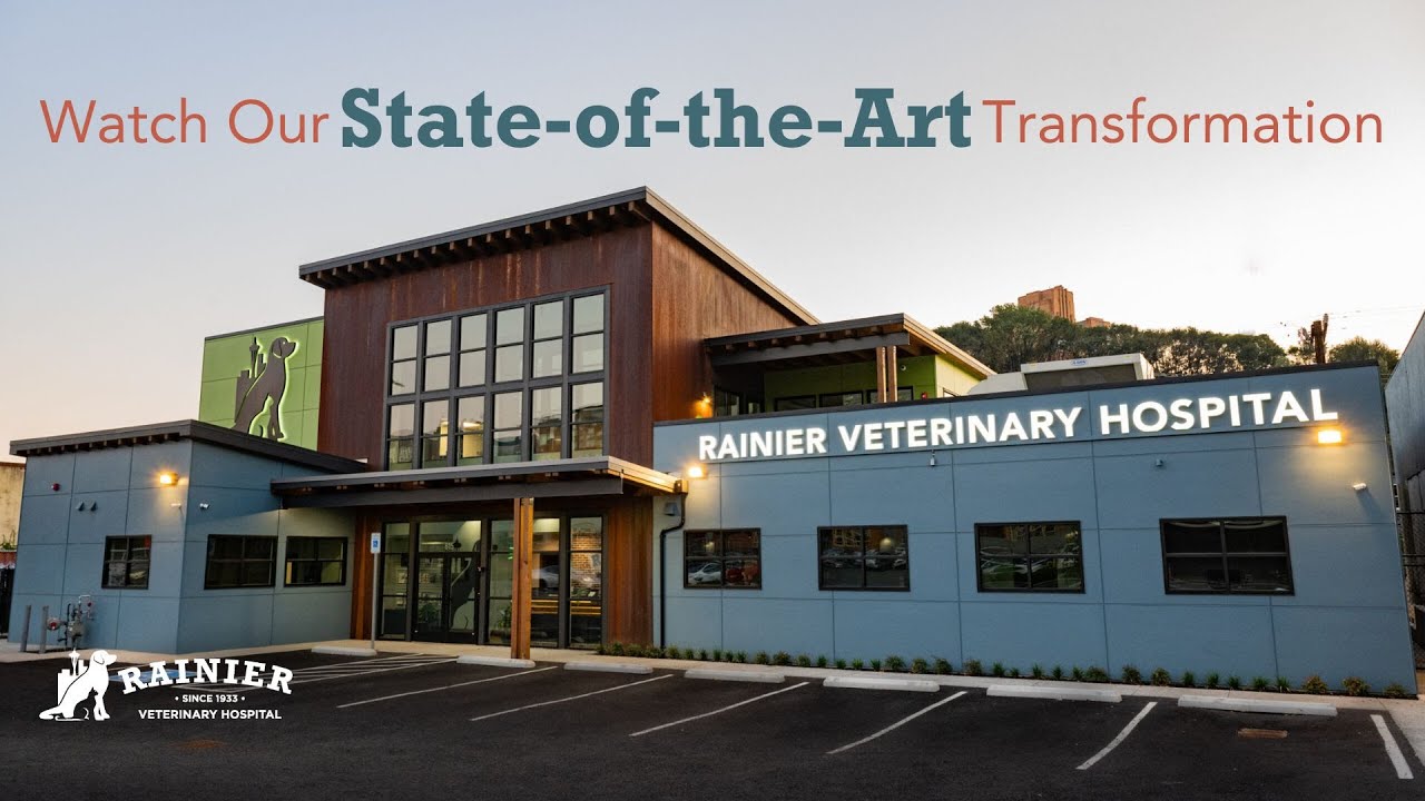 Kitten Season is Here! Learn How You Can Help. - Rainier Veterinary  Hospital in Seattle, WA