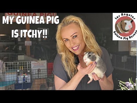 Itchy Guinea Pig!! What do I do if my Piggie Scratches Itself?