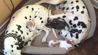 Dalmatian couple adopts 5 adorable foster kittens.