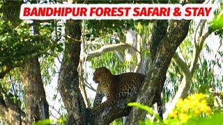 Forest Safari in Bandhipur Tiger Reserve | Bandhipur Forest Stay and Safari Packages By JLR |Leopard