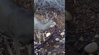Big Mule Deer Bucks Caught on Trailcam #wildlife #animals #trailcamera