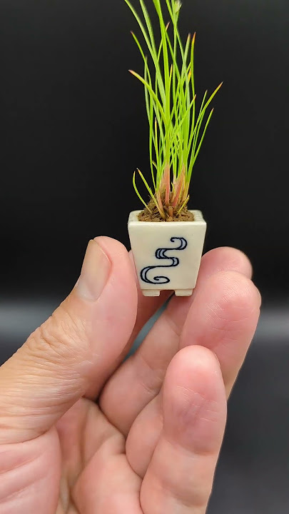 Juncus tenuis and Zenpukuji pot / クサイと善福寺鉢