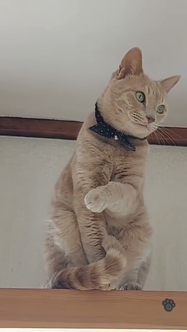 WAW TOP VIDÉO LES CHATS ? ? ? ? ? ? ?