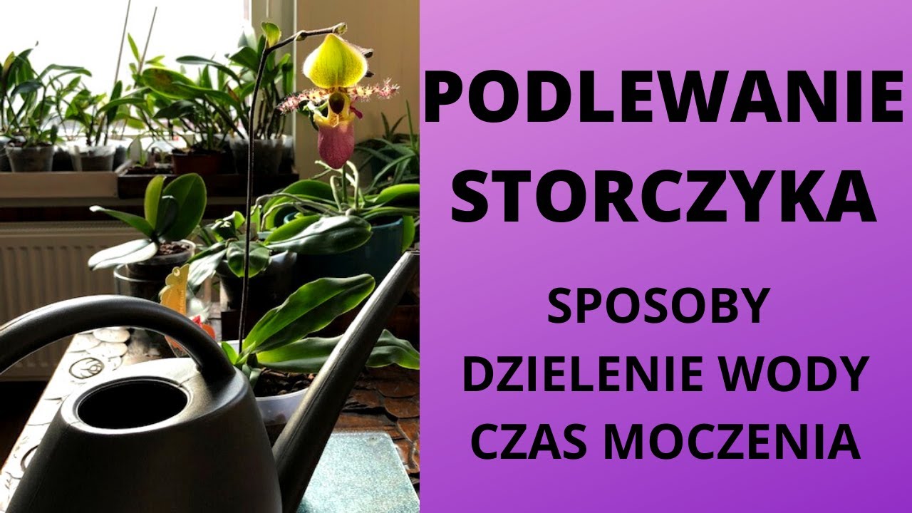 Podlewanie storczyka - sposoby, dzielenie wody, czas moczenia. Jak prawidłowo podlewać storczyka?