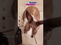 Ranking the funniest bunnies 😂 #edit #shorts
