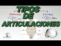 Tipos de Articulaciones