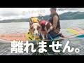 お兄ちゃんとはぐれて大泣き…家族から離れたくない犬達が可愛すぎました😂【ボーダーコリー・オーストラリアンシェパード】