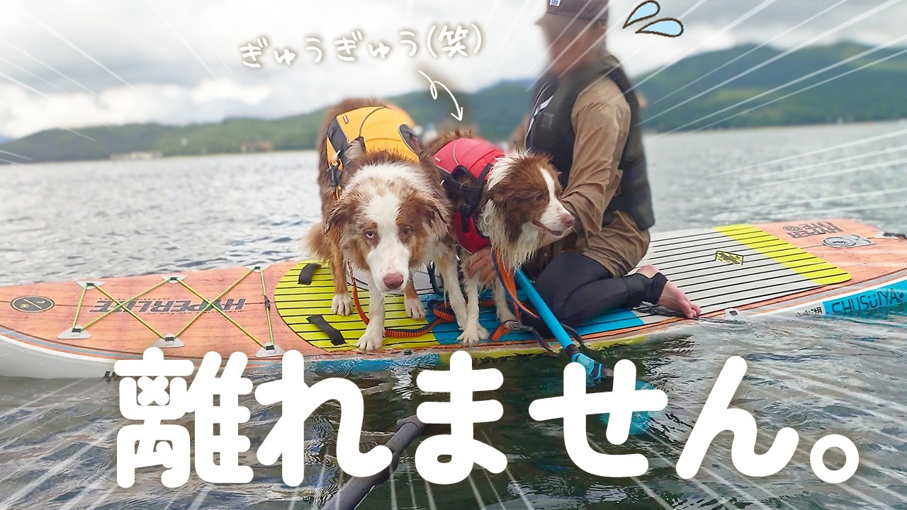 お兄ちゃんとはぐれて大泣き…家族から離れたくない犬達が可愛すぎました😂【ボーダーコリー・オーストラリアンシェパード】
