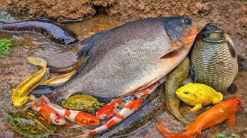 Thỏ vlog lái xe công nông đi tìm con rùa, cá chép, con cua, con ếch