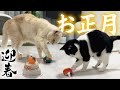 【元旦密着】元野良ボス猫と弟分のお正月の過ごし方