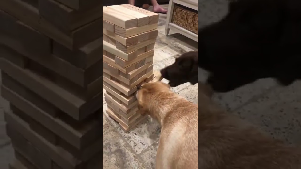 Brown Labrador Puppy Successfully Plays Jenga