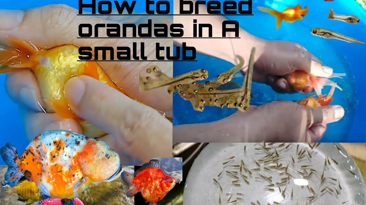 How to breed goldfishoranda goldfish in easiest way step by step YouTube