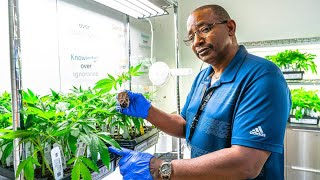 Harborside: A Look Into This Historic Cannabis Retailer | Oakland Cannabis Trail