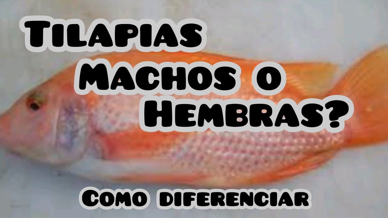 Selección de reproductores rojos y sexado de Tilapia