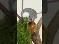 #vogel #birb #budgies #wellensittich #parrot #animals #pets