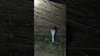 Gav Ke Nag Devta Nagin Songs