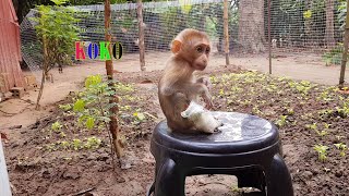 Look Good Feeling Baby Monkey Koko Sits For Mommy Release Old Cover On His Leg