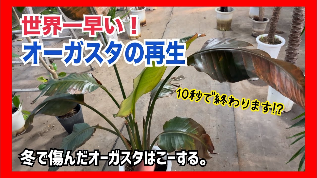 観葉植物再生】世界一早いオーガスタの再生の仕方【10秒で終わります