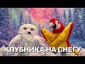 Клубника на снегу 🍓❄️ Как попугай перепутал юг и север!