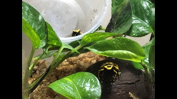 How to set up a temporary enclosure for Dart Frogs!