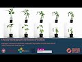 A Physically-inspired Approach to the Simulation of Plant Wilting (SIGGRAPH Asia 2023) – Video Talk