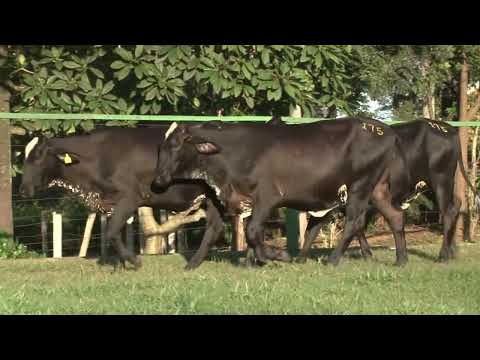 LOTE 175   FAZENDA SANTA LUZIA