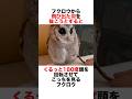 🦉フクロウの飛び出た羽を抜こうとしたらが可愛すぎた🥰　#動物 #animals #自然 #雑学