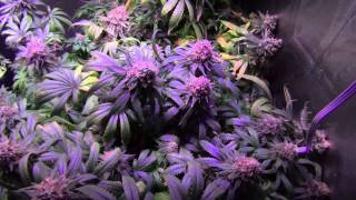 GrowBlu 500W LED Grow - Girl Scout Cookies & Frog Fart - Day 55 Flower