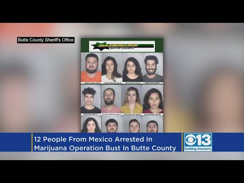 12 People From Mexico Arrested In Marijuana Operation Bust In Butte County