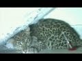 Leopard Almora's residential area