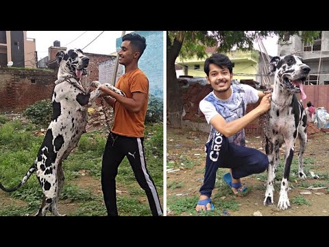 Video: Mahusay Na Dane Dog Breed Hypoallergenic, Health And Life Span