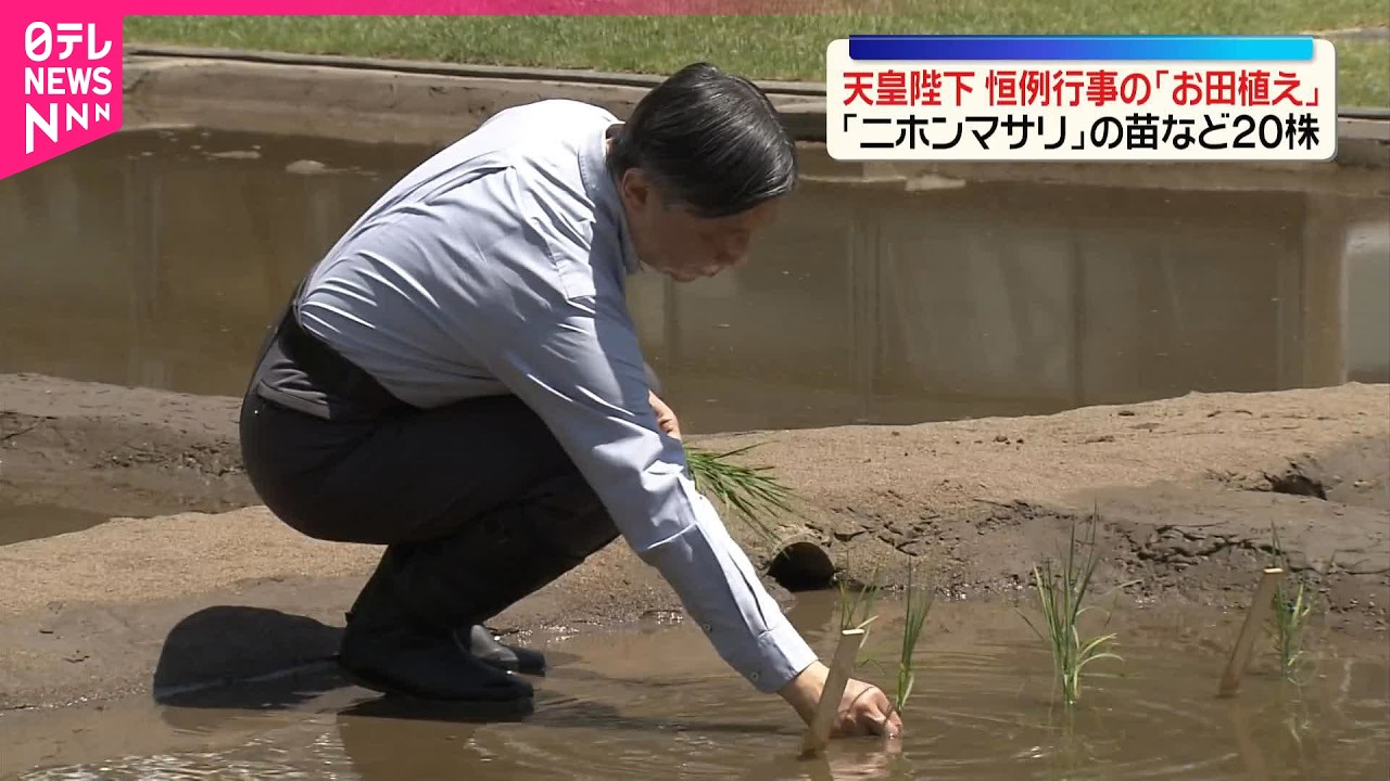 【天皇陛下】恒例行事の｢お田植え｣  ｢ニホンマサリ｣の苗など20株
